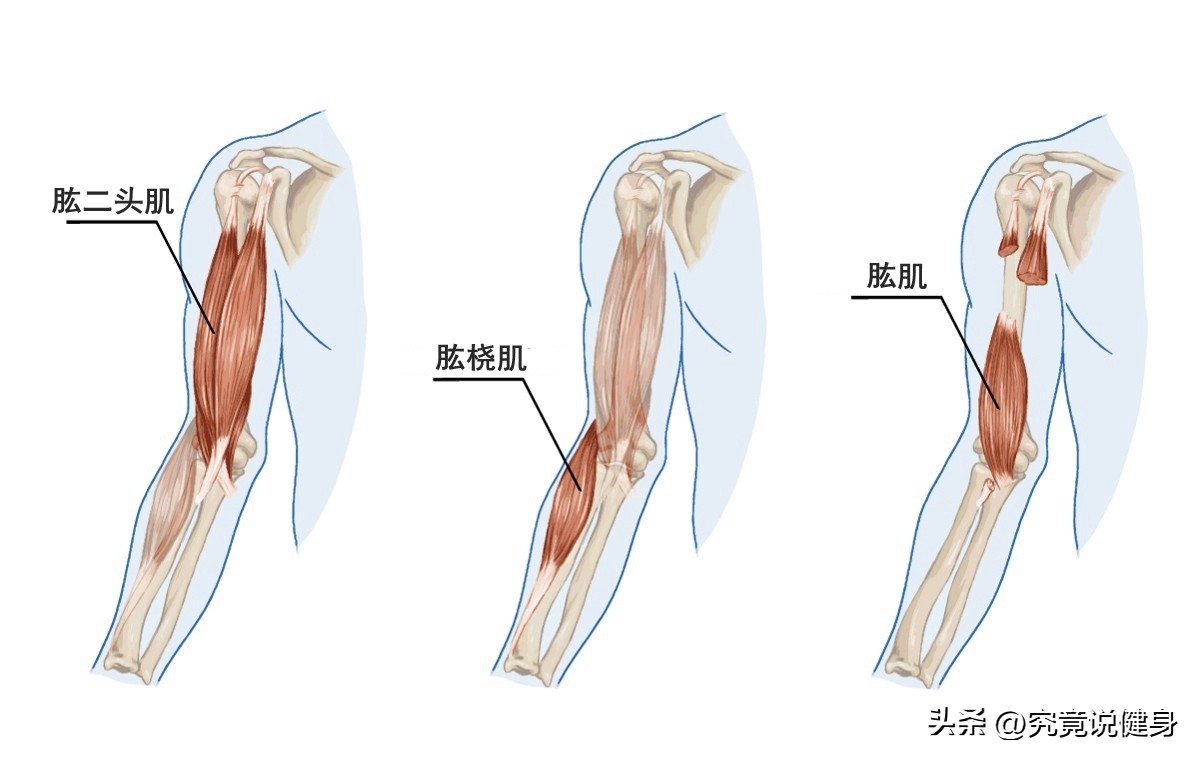健身房力量训练视频_健身房力量训练能减肥吗_健身房力量